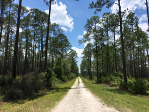 Osceola national Forest for camping in Florida