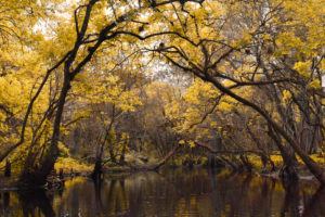 fall camping in florida can be a beautiful experience in the everglades