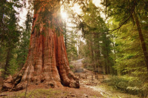 Sequoia national park 